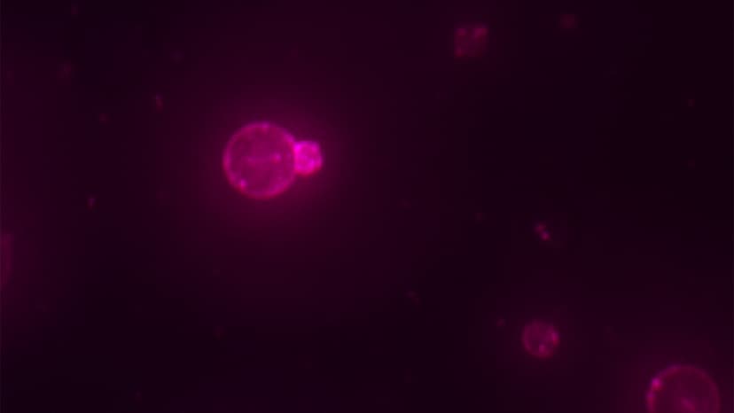 Scientists Create Life-Like Cell from Scratch