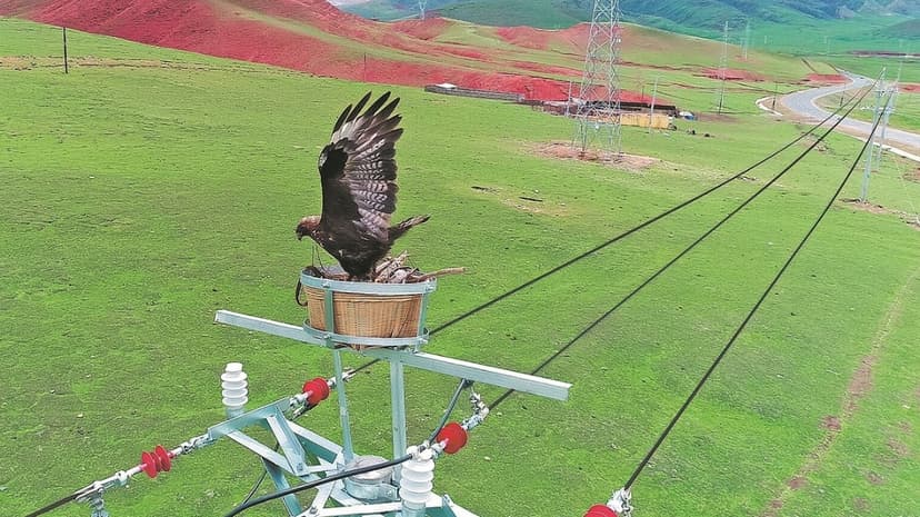 Nests on Power Lines Save Birds, Safeguard Grid