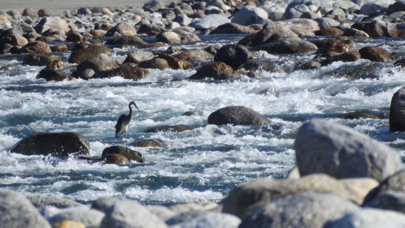 Endangered Heron Ignored in Major Hydel Project Report