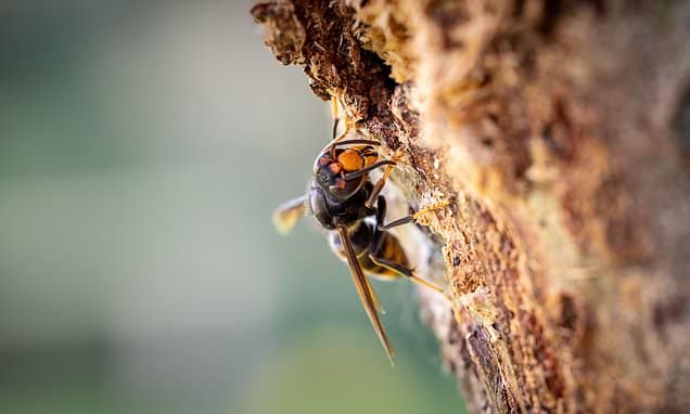 Asian Hornet Alert: Co Down Residents Urged to Watch
