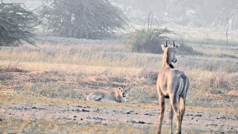 Coastal Lions' Diet Surprise: Wild Prey Dominates