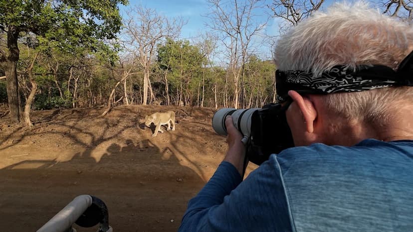 India's Lions Roar Back From Extinction