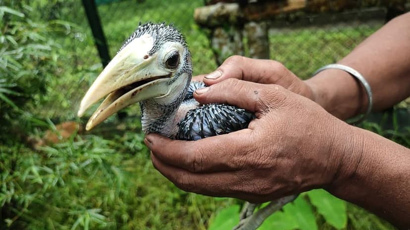 25 Years of Saving Lives: India's Wildlife Rescue Center Thrives