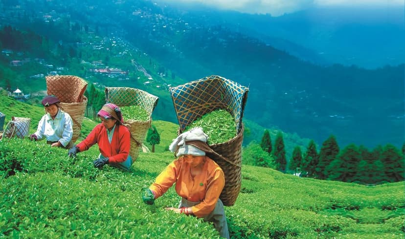 Assam Tea Workers Get Rs 30 Daily Wage Hike