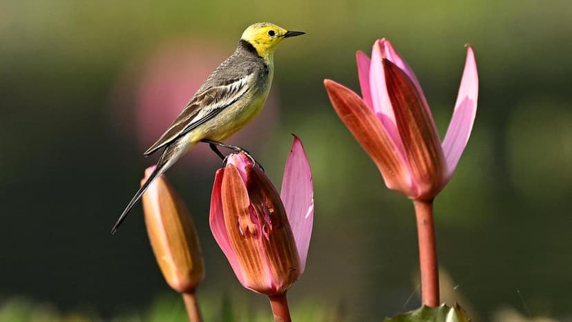 Assam Wetlands: A Winter Haven for Global Birds