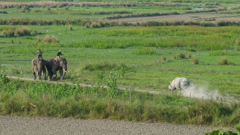 Elephants Aid Rhinos in Assam's Man-Animal Tussle