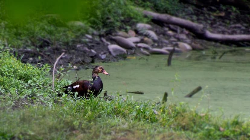 Assam's Birds Get Digital Home: 'Pokkhi' Launched