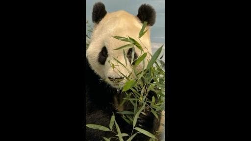 Zoo Atlanta Welcomes New Panda Duo from China