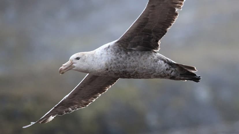 Australia Confirms First Local Bird Flu Spread in Wildlife