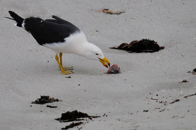 Australia Confirms First Mammal Bird Flu Case