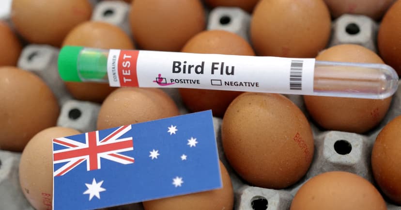 Bird Flu Hits Australia: Native Seabird Infected
