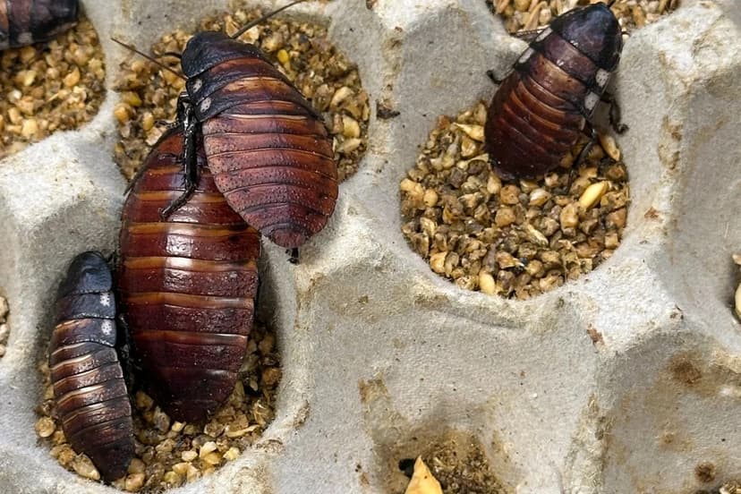 Australia Confiscates 100,000 Exotic Cockroaches