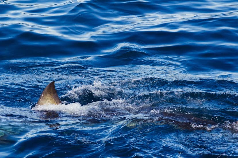 Shark Attacks Surge: 3 Fatalities in 4 Weeks