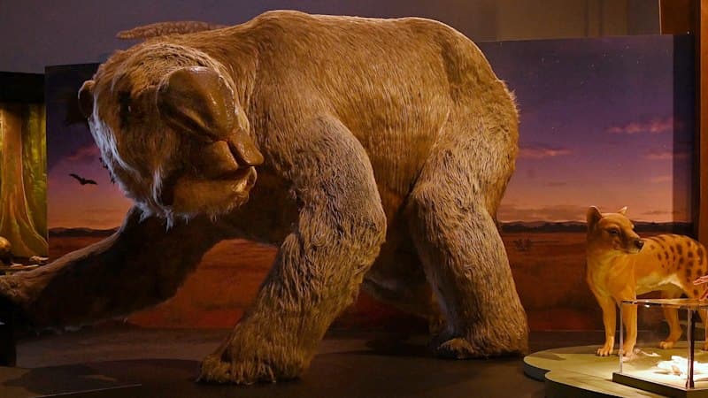 Giant Ancient Marsupial Roamed Australia