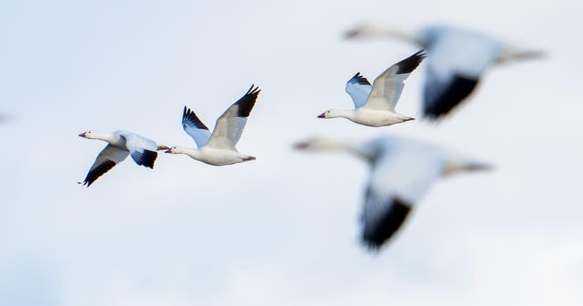 Avian Flu Strikes PA: Hundreds of Snow Geese Dead