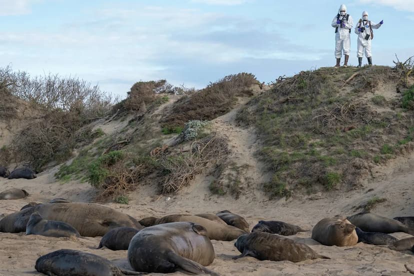 Avian Flu Ravages Marine Life in California