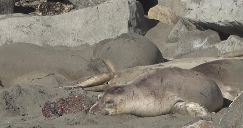 Avian Flu Devastates Elephant Seals
