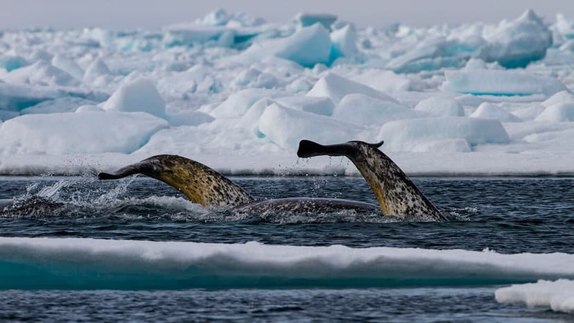 Narwhals: The Icy Arctic's Real-Life Unicorns