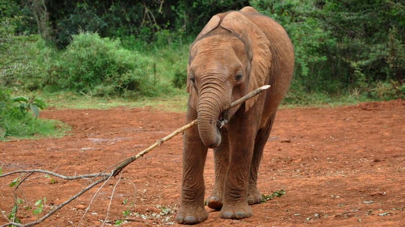 Baby Elephant's Baton Twirling Skills Amaze