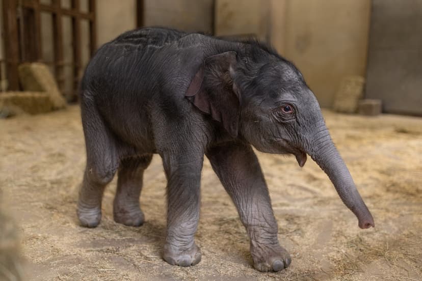 Baby Elephant's Name Revealed!