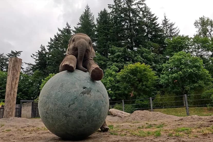 Baby Elephant Tula Loves Her Giant New Ball!