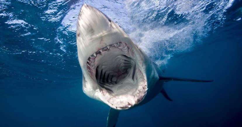 Rare Baby Great White Shark Shocks Sailors in Palma Bay