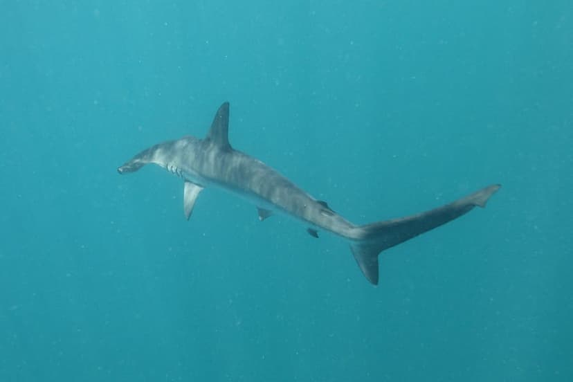 Baby Hammerhead Shark Found in Galicia Stuns Scientists