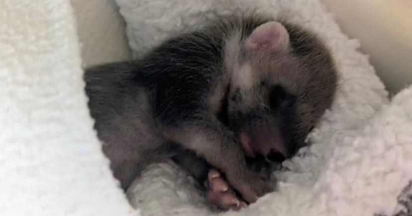 Rare Baby Marten Rescued After Mistake