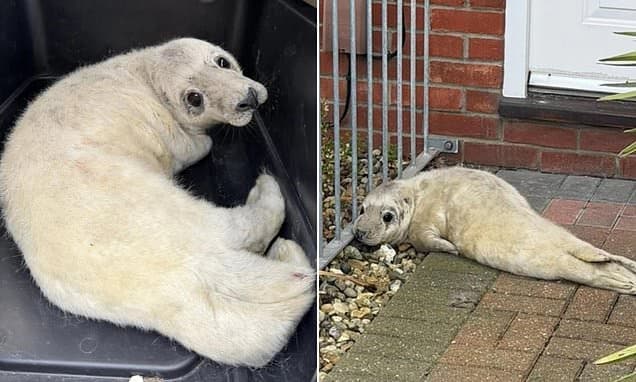 Baby Seal Rescued After Postman's Doorstep Discovery