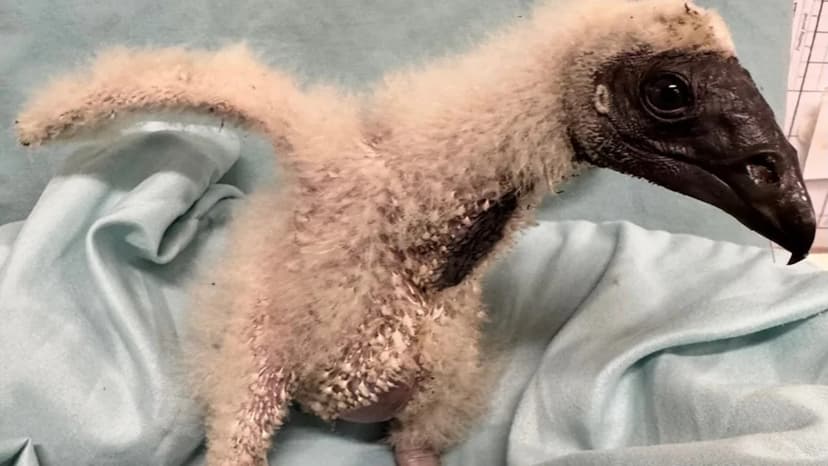 Baby Vulture Rescued from Texas Burn Pile!
