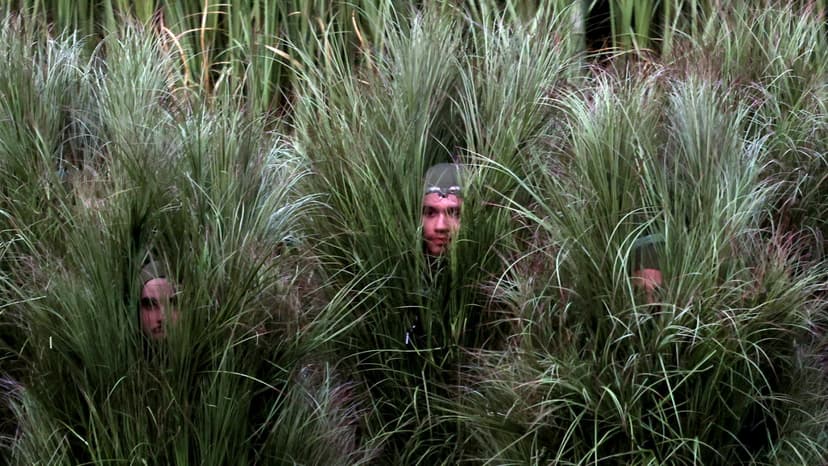 Bad Bunny's Super Bowl Bushes Go Viral