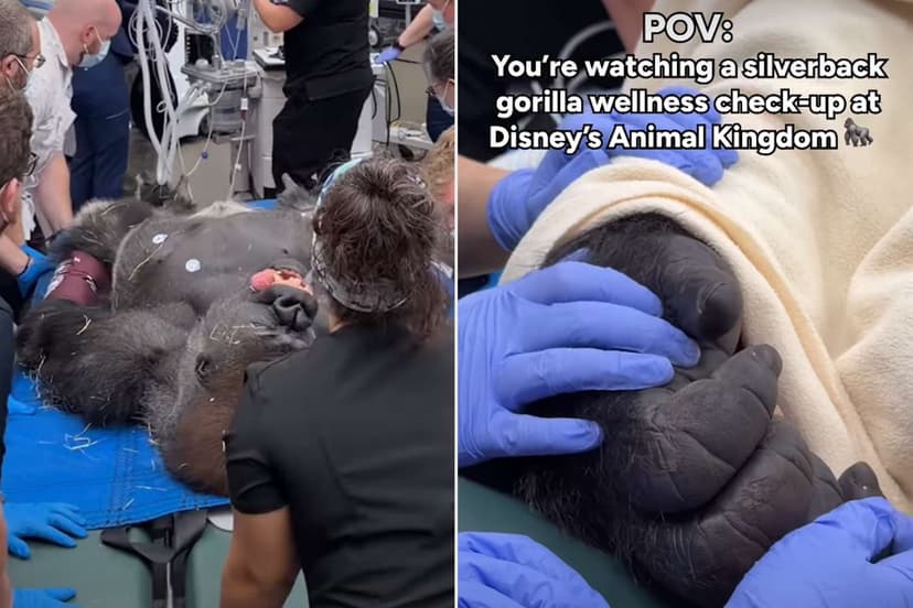 Gorilla's First Vet Visit: Hand-Holding Moments!