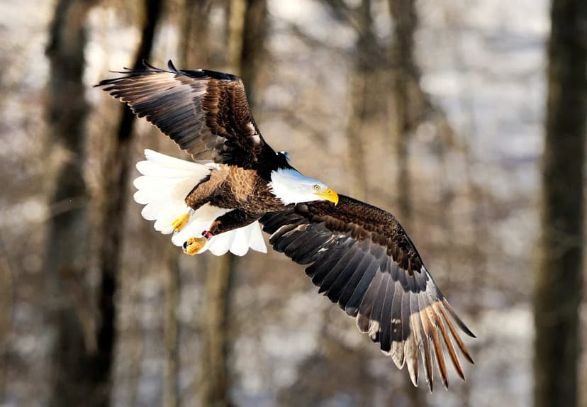 Eagle Deaths Spark Rat Poison Ban Outcry