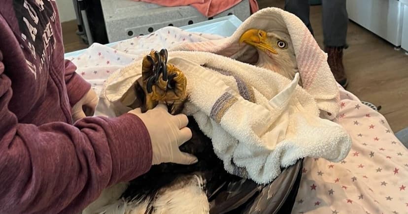 Protected Bald Eagle Injured by Ball Bearing Shot