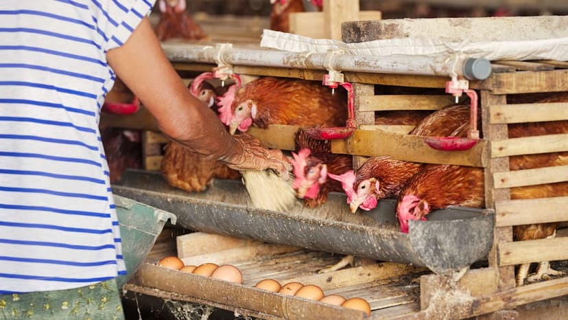 Cage-Free Crusade Hits Bali Resort