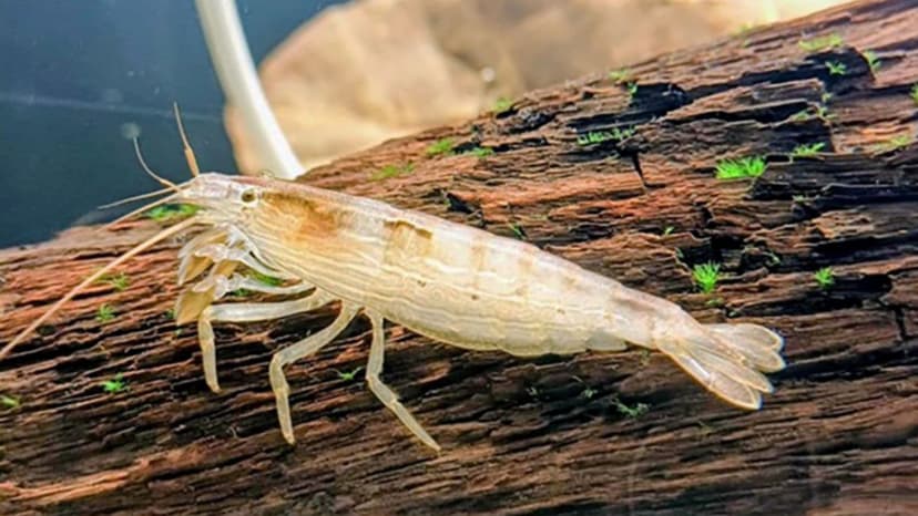 Shrimp Mystery Solved: Lost Species Found After 72 Years!