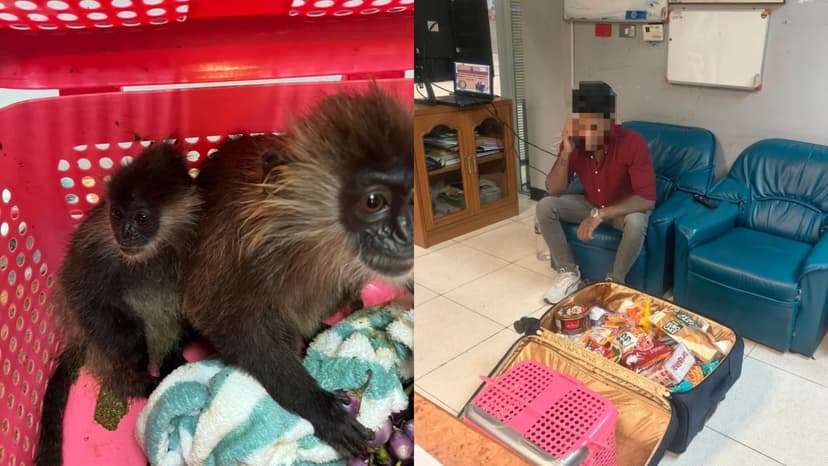 Endangered Primates Seized from Traveler at Bangkok Airport