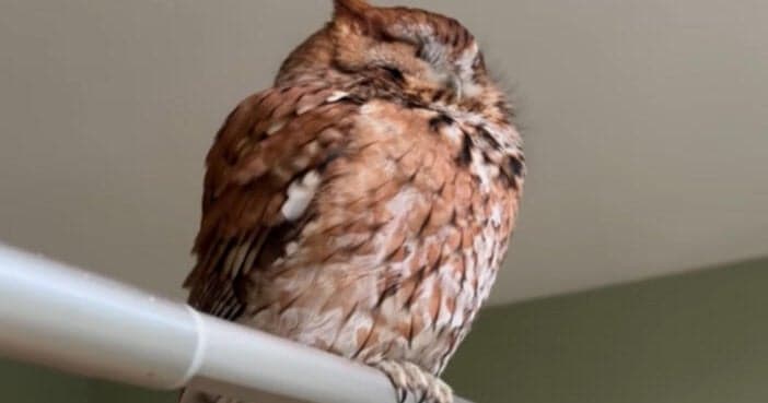 Owl Rescued From Barnstable Bathroom After Days Inside