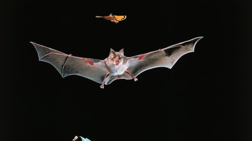 Bats Vaccinated Via Mosquitoes: A New Disease Shield?