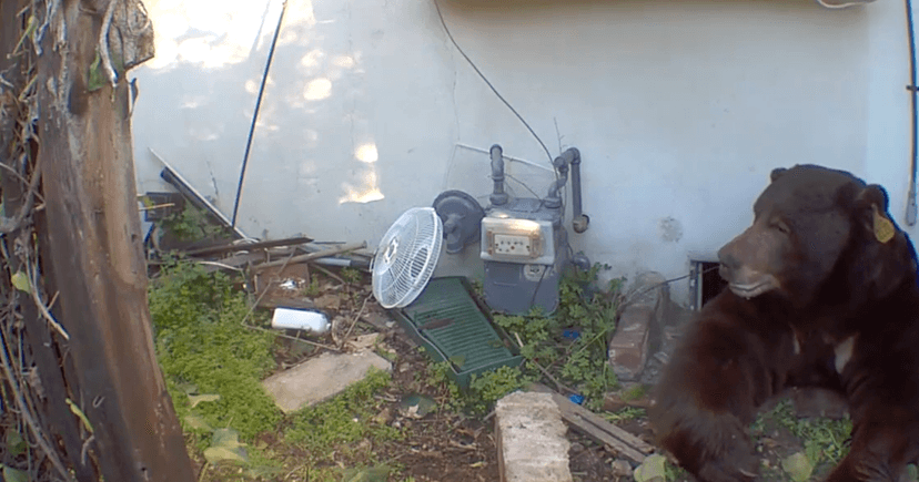 Bear Camps in Altadena Home's Crawl Space