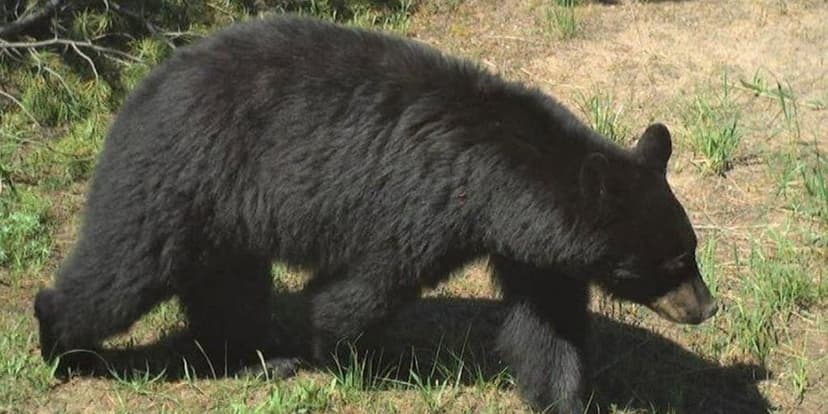 Bear Attack Near Salmon: Two Injured, Three Bears Euthanized
