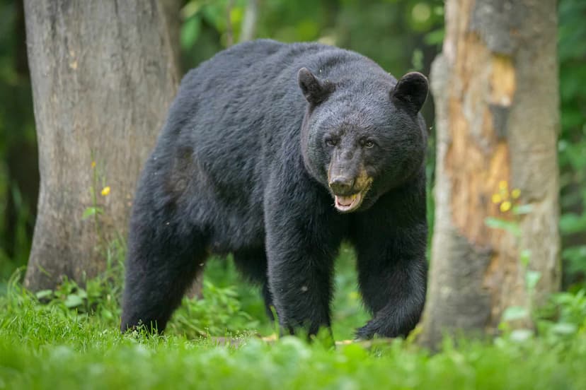 Bear Steals Fried Chicken, Shatters Table!