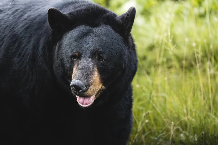 Bear Crashes Asheville Wedding, Steals the Show