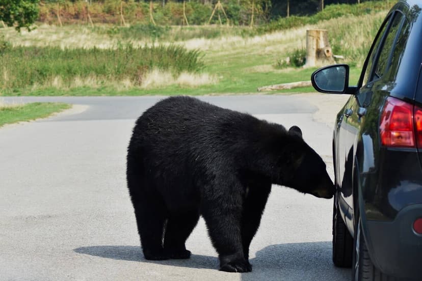 Bear Jumps From Car, Woman Narrowly Escapes