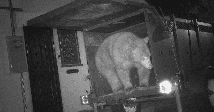 Bear Evades Sweet Trap, Stays Put