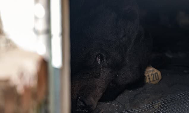 Homeowner's Uninvited Guest: A Bear in the Crawl Space