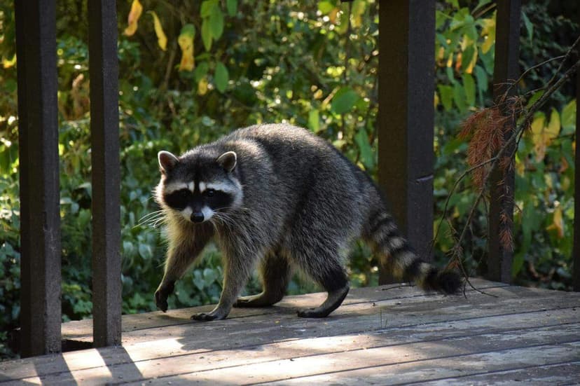 Rabies Alert: Raccoon Exposes Person in Beaufort