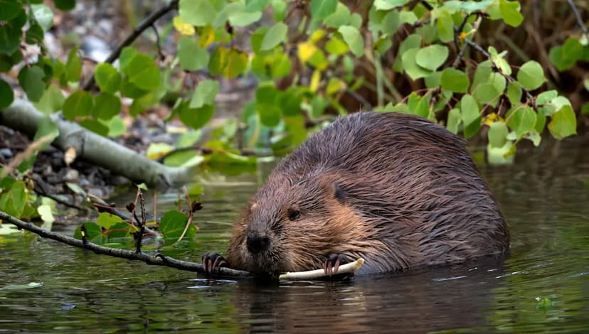 Beaver Wetlands Trump Human Ponds for Pollinators