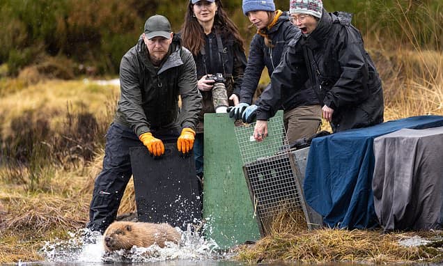 Beavers Return to Highlands After 400 Years