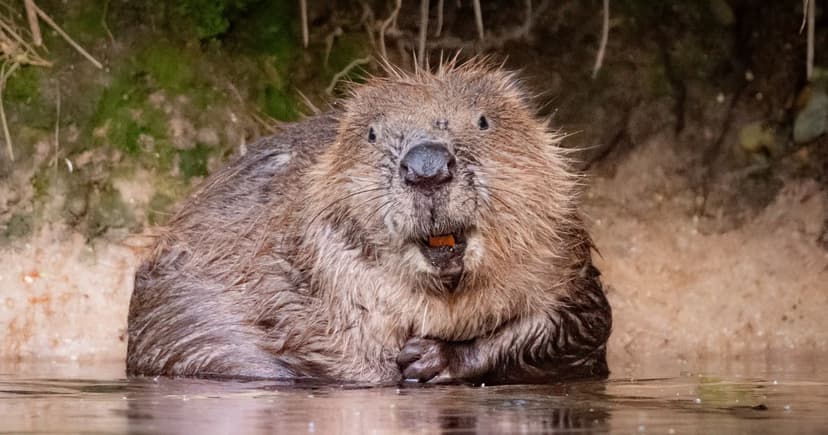 Beavers Return: UK Wetlands Poised for Wild Comeback